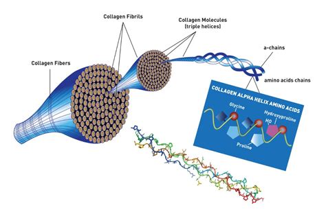  Collageen:  Een kijk op deze veelzijdige biomateriaal in de medische wereld!