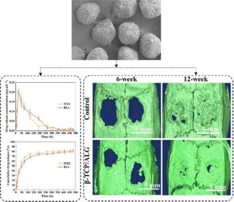  Tricalciumfosfaat: Biocompatibel Wondermiddel Voor Botregeneratie en Geneesmiddelenafgifte?